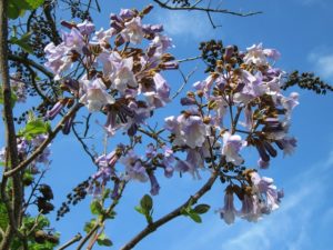 La Paulownia imperial