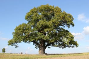 Árbol de Roble